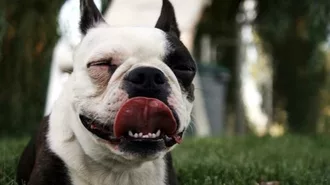 Smiling Dog Bulldog