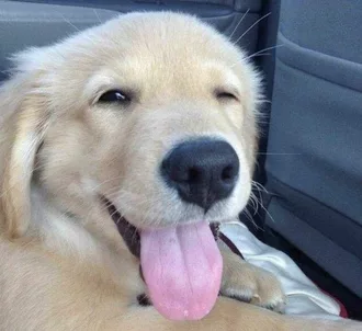 Smiling Dog  Golden Retriever Puppy