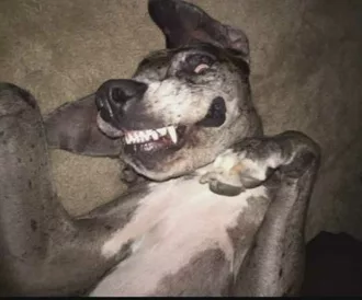 Smiling Dog  Goofy Smile