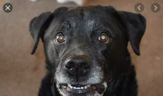 Smiling Dog  Guilty Smile