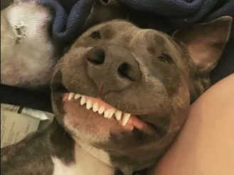 Smiling Dog  I Am So Happy