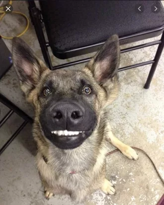 Smiling Dog  German Shepherd Saying Cheese To Camera