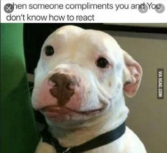 Smiling Dog  Pitbull Smug Smile