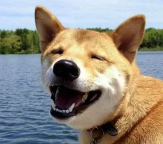 Smiling Dog Squinting Into Sun