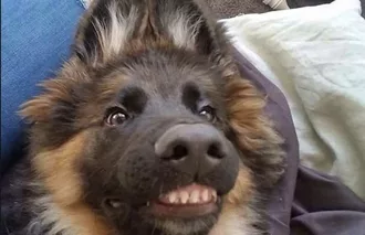 Smiling Dog  German Shepard