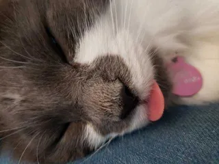 Bleps-14 Cat Bleps 13