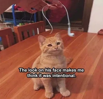 Top 24 Lol Animal Memes Of The Day Intentional Accident