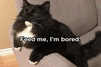 Lol Animal Meme Boredom Feeder