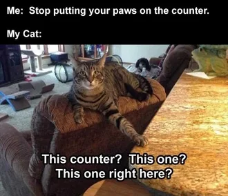 Lol Cat Meme Just Making Sure