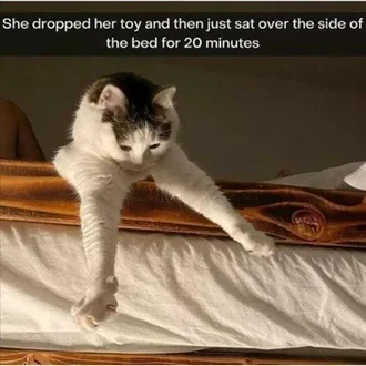 Lol Kitten Meme Using The Force