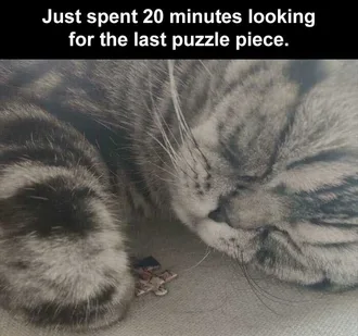 Lol Cat Memes Puzzle Cuddler