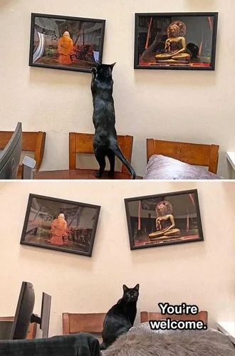 Lol Cat Memes Cat Knows Art Of Feng Shui
