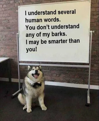 Lol Dog Memes Cunning Linguist