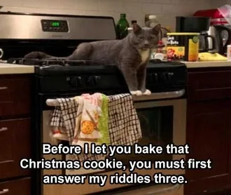 Lol Cat Captions Riddle Kitten