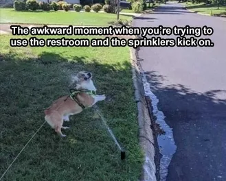 Lol Dog Captions Surprise