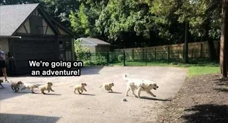 Lol Dog Captions Family Outing