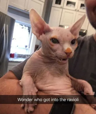 Lol Cat Captions Ravio Who?