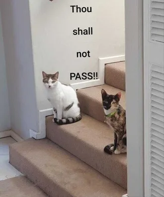 Lol Cat Pics Gate Keepers
