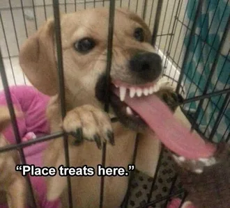 Lol Dog Pics Treat Register
