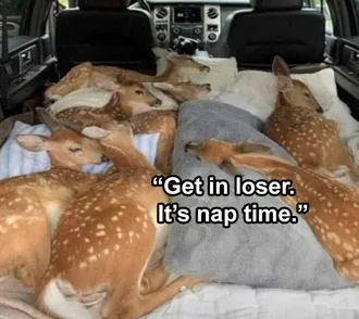 Lol Animal Pics Nap Time