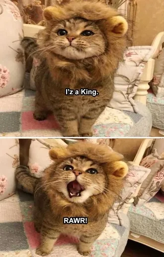 Lol Cat Memes Cat In Lion'S Clothing