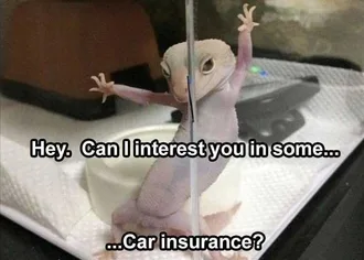 Funny Animal Memes Clean Geico Pole Dance