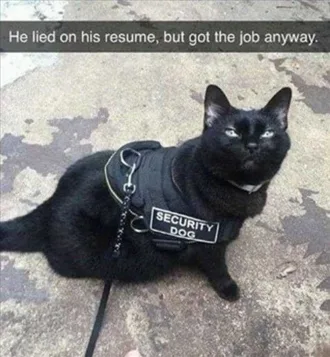 Funny Animal Meme Clean Security Cat With Security Dog Harness