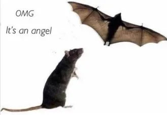 Funny Animal Memes Clean Mice Think Bats Are Their Angels