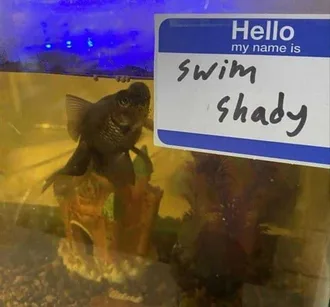 Funny Animal Memes Clean Swim Shady Trying To Get Round The Outside