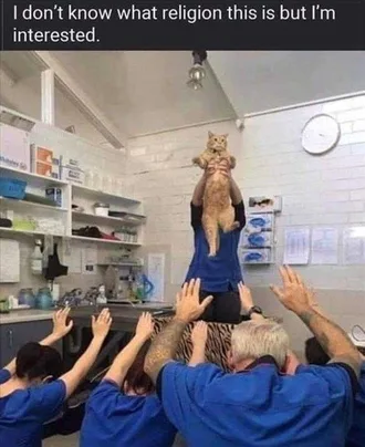 Cat Memes Clean Ancient Egypt Vet Office