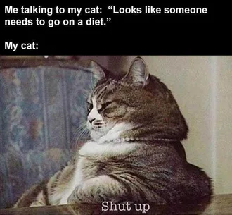 Funny Animal Memes Clean Fat Cat With Attitude