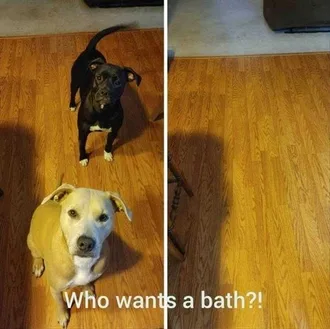 Funny Animal Memes Clean Bath Time Disappearance