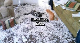Funny Animal Memes Clean Telling Mom