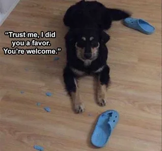 Funny Animal Memes Clean Dog Tears Apart Crocs