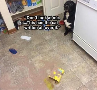 Funny Animal Memes Clean Guilty Dog Blaming Cat