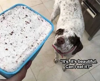 Funny Dog Memes Clean Ice Cream Cannibalism