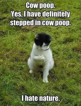 Funny Animal Memes Clean Cat Examining Paw For Poop