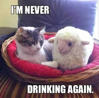 Funny Animal Memes Clean Cat In Bed With Sheep