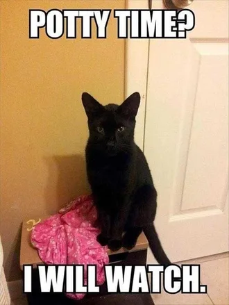 Funny Animal Memes Clean Cat Observing Human Toilet Routine