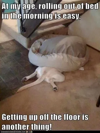 Funny Animal Memes Clean Dog Under Bed