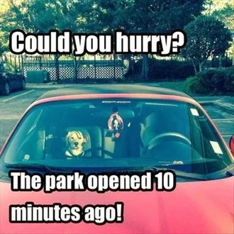 Funny Animal Memes Clean Dog Waiting Anxiously In Car