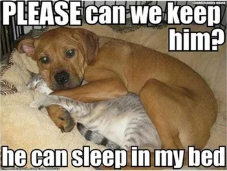 Funny Animal Memes Clean Dog Hugging Cat In Bed