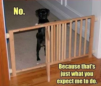 Funny Animal Memes Clean Dog Refuses To Go Through Gate