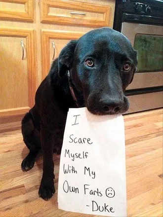 Funny Animal Memes Clean Dog Shaming Fart
