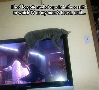 Funny Animal Memes Clean Cat On Tv