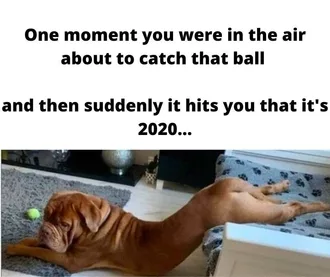 Animal Meme 2020  Catch Fail