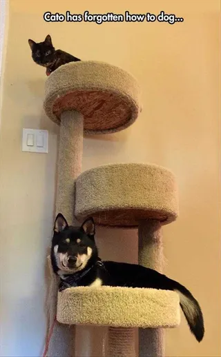 Top 36 Funny Animal Memes Of The Day 5Fc265E3B8989