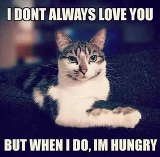 Funny Animal Memes With Caption Hunger Is The Source Of All Love