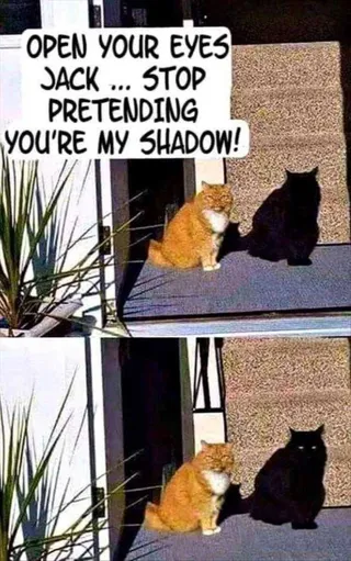 Funny Cat Memes With Captions Voids