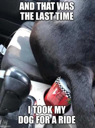 Funny Dog Memes With Captions Bad Passenger